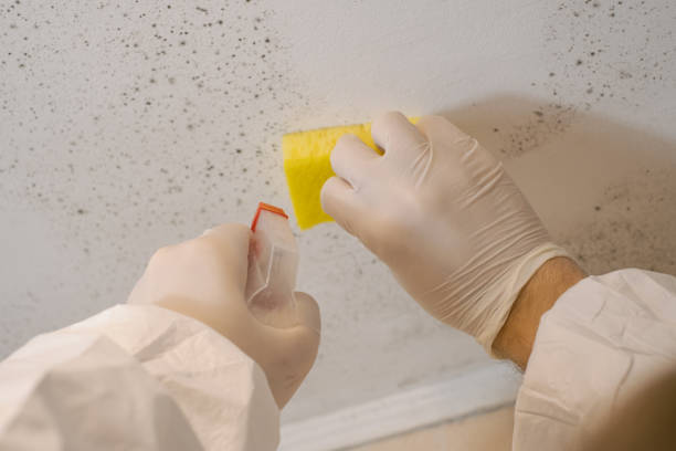Best Residential Mold Inspection & Testing  in Long Beach, CA