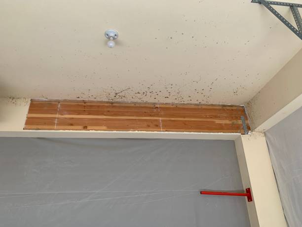Best Crawl Space Mold Remediation  in Long Beach, CA