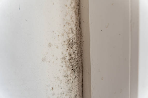 Best Real Estate Mold Inspection  in Long Beach, CA