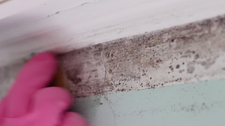 Best HVAC Mold Inspection and Cleaning  in Long Beach, CA